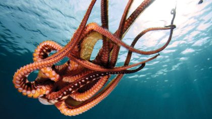 The many arms of the octopus tangle as it swims in glorious red against the cold blue of the ocean.